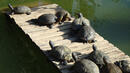 Спасиха 21 сухоземни костенурки в Хасково
