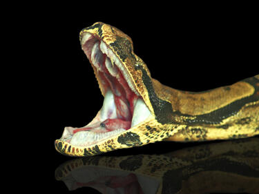Най-страшните змии на изложба в Бургас