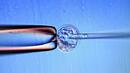 Лондон разреши генно модифициране на човешки ембриони с научна цел