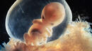 Великобритания започва експерименти с генетично модифицирани ембриони
