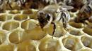 Пчелари пак протестират против препарати за почвата и водата
