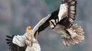 Всеки десети вид птица е застрашен от окончателно изчезване