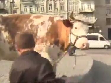 Политик протестира с три крави пред украинското правителство