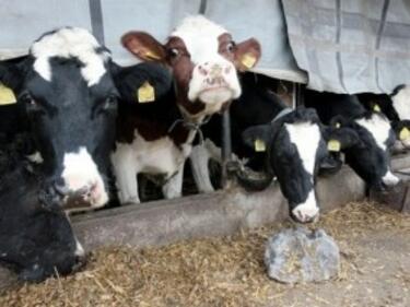 ЕК ще възстанови 75% от разходите за справяне с нодуларния дерматит по животните