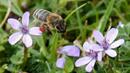 Пчели показват чистотата на въздуха