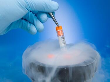 Ембриони ще се отглеждат в лаборатории в Холандия