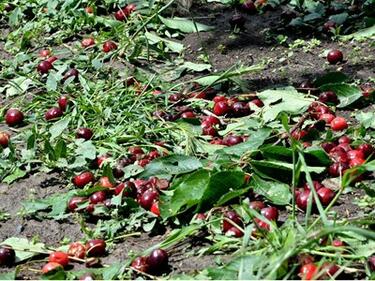БСП: 70% от реколтата в Кюстендил е унищожена