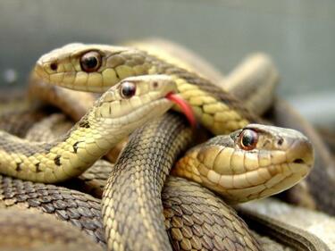 Змиите хапят само при самозащита
