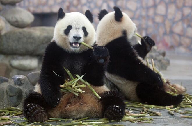 Големите панди – символ на Китай
