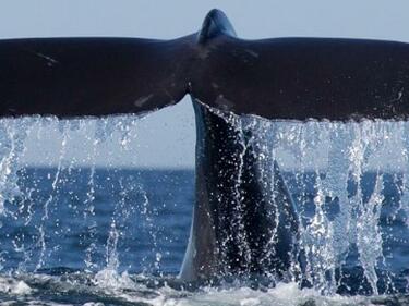 Три кита са застрашени от засядане до полуостров Истрия в Хърватия
