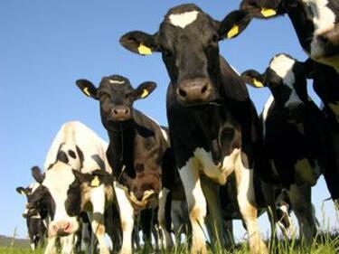 500 крави мистериозно изчезнали в Нова Зеландия