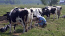 Приемат заявления за помощ за намаляване на производството на краве мляко