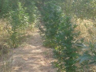 Полицаи намериха ниви с марихуана край Стара Загора и Пазарджик