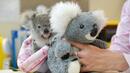 Осиротяла коала се утешава с плюшена „майка”