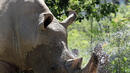 В Зимбабве ще изпилят рогата на 700 носорози, за спрат бракониерите