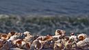 Екокатастрофа в Черно море! Миди и рапани изчезват
