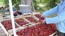 По 60 ст./ кг. изкупуват черешите в Кюстендилско