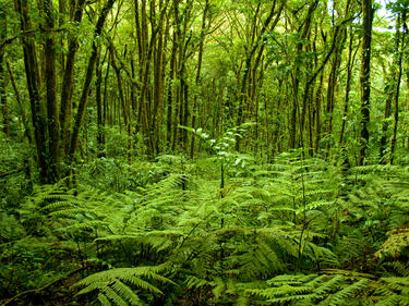 Световните гори се нуждаят от 40 млрд. долара годишно
