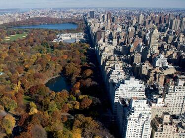 Ню Йорк вкара всички дървета в защитен регистър