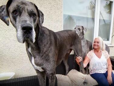 Няма да повярвате колко голямо е най-голямото куче в света