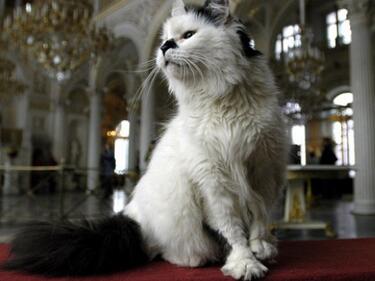 Най-голямото кафене за котки отвори в Санкт Петербург