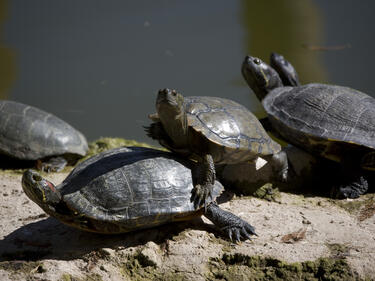 Екоинспектори спасиха четири шипоопашати костенурки