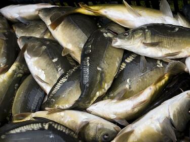 Започват проверки на съмнителните търговци на риба в Пловдив