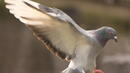 Жив гълъб примамка е открит в НП „Централен Балкан”