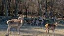 Родопите станаха дом на още 7 благородни елена