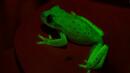 Природата е сътворила и светещи жаби (СНИМКИ)