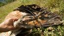 МОСВ иска бързо разследване на убитите лешояди в Кресна