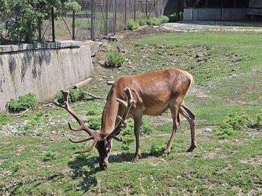 Зоопаркът в Стара Загора навърши 60