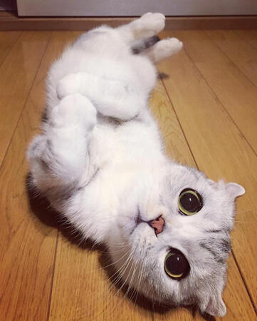 Котката с най-големите и готини очи на света (СНИМКИ)