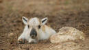 Радост в Родопите! Северно еленче се роди на Гергьовден (СНИМКА)