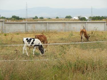 Без българско мляко на пазара, ако фермата не го изследва