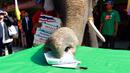 Слон показва как се гласува
