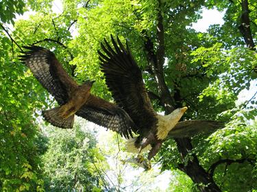Царски орли „летят“ в „Цар Симеоновата градина“ в Пловдив