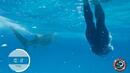 Майкъл Фелпс с 2 секунди по-бавен от бяла акула (СНИМКИ/ВИДЕО)