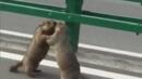 Мармоти се сбиха на магистрала в Китай (ВИДЕО)