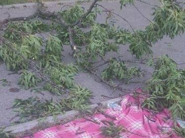 Клон падна върху майка с дете в Борисовата градина (СНИМКИ)