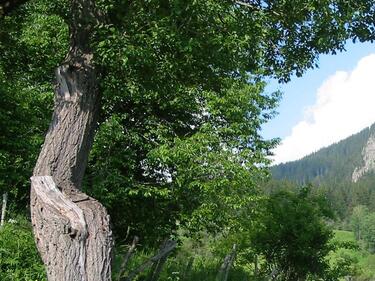 7 вековни дървета в София вече са защитени от закона