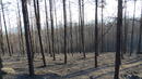 50 години ще се възстановяват изпепелените гори в Пирин