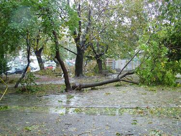 Силната буря в София повали клони