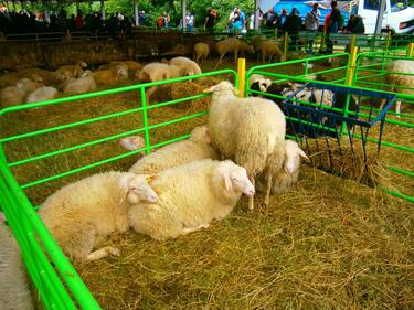 Ваксинират овцете срещу „син език“ за 2.6 млн. лв.
