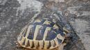 Софиянец заплашен със затвор заради защитена костенурка