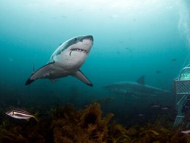 Учени уловиха “праисторическа“ акула (СНИМКА)