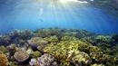 Спасяват коралов риф с „трансплантация“