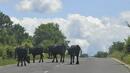Коне и крави по пътя за Турция
