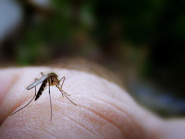 Започна пръскането срещу комари в Пловдив