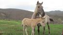 Екип от ветеринари ще окаже помощ на бедстващите коне в Осоговската планина